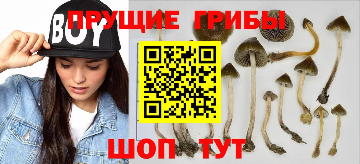 Галлюциногенные грибы Psilocybine cubensis Камышин